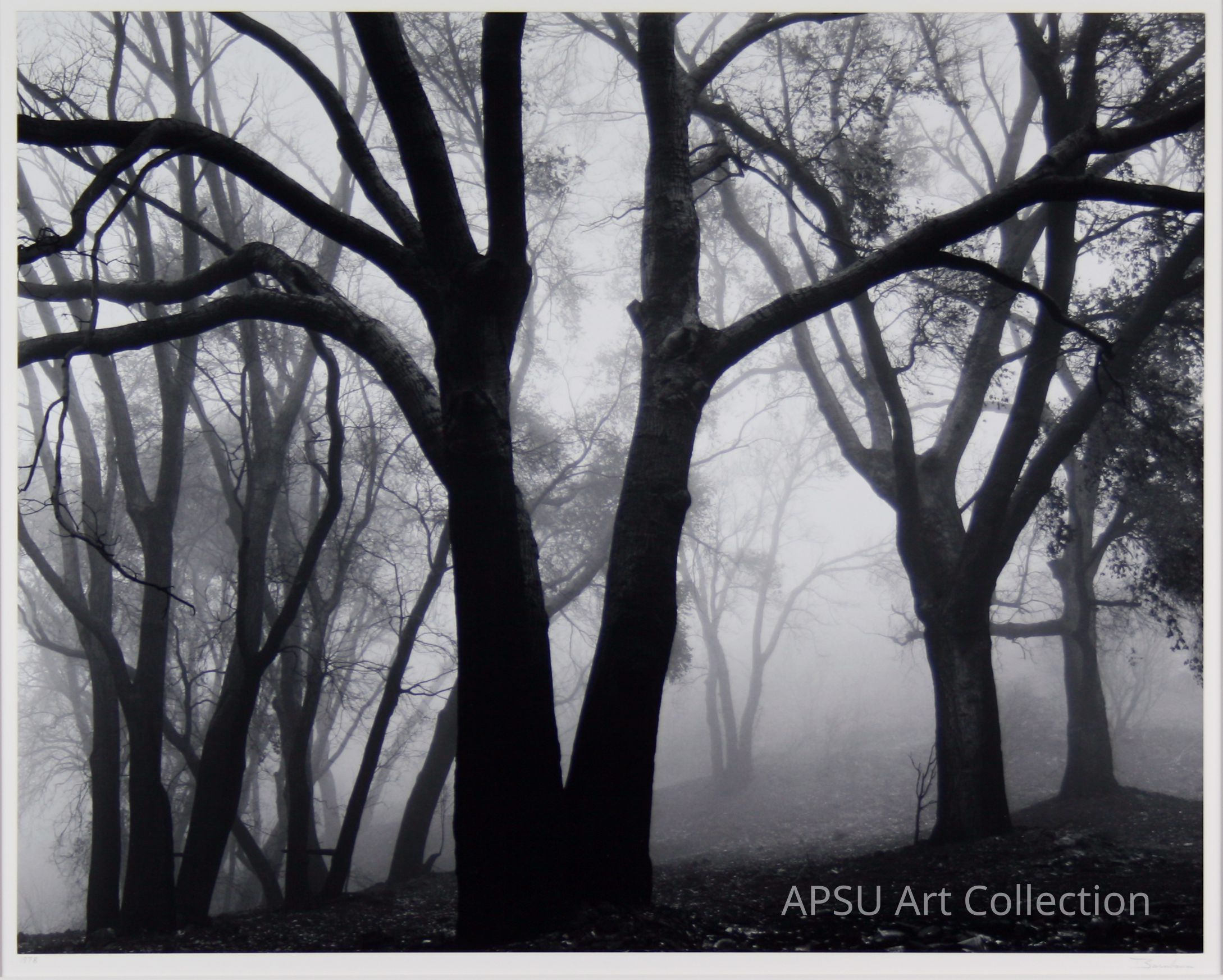 The image depicts a forest scene in black and white, where tall, leafless trees stretch their branches towards the misty sky, creating an eerie and mysterious atmosphere. The fog envelopes the background, obscuring the details and adding to the surreal and tranquil ambiance. Shadows and light interplay to enhance the dramatic, almost haunting mood of the photograph. Dry leaves cover the forest floor, emphasizing the desolation and quietude of the setting. The overall composition captures the stark beauty and stillness of nature.