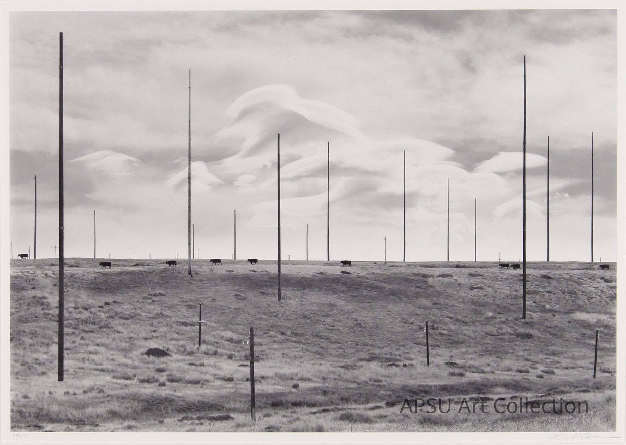 This black and white photograph depicts a vast, open landscape under a dramatic sky with unusual cloud formations, characterized by a series of tall, thin poles standing vertically across the horizon. The foreground features rolling hills dotted with sparse vegetation and a few scattered cows grazing, while the background shows a clear expanse that stretches far into the distance. The overall mood is solemn and expansive, highlighting a sense of isolation in an almost desolate terrain.