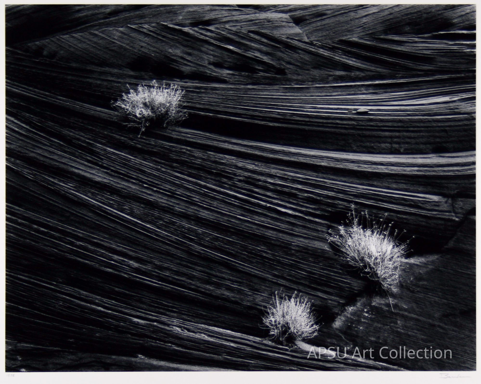 In the mesmerizing black and white image, three tufts of wild grass tenaciously grow amidst the undulating, striated layers of a rugged rock formation, creating a stark and captivating contrast between the delicate, light-colored nature of the plants and the dark, intricate patterns of the ancient geological landscape surrounding them.
