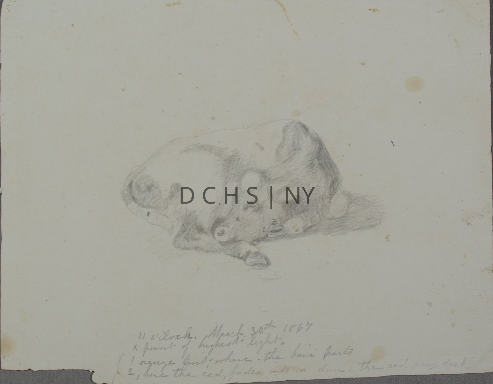 Untitled ("11 O'Clock"): View of a reclining cow, with its head laying on the ground, resting. The cow's body is in profile toward the right, while its turned head faces in profile toward the left. Above its upper back is the suggestion of another form through a pencil marking, and below the lower leg, there is the suggestion of an earlier version of a hoof. Along the cow's body are numbers that correspond to notes made in the lower section of the paper that detail the coloring of the cow. In the head, there is an x, 2, and another symbol. On the upper neck is another x, while the tail includes a 1. The bottom section of writing reads: "11 o'clock, March 30th 1867 / x paint of highest light / 1 orange tint, where the hair parts / 2, here the red, fades into a (?) - The red very dark".