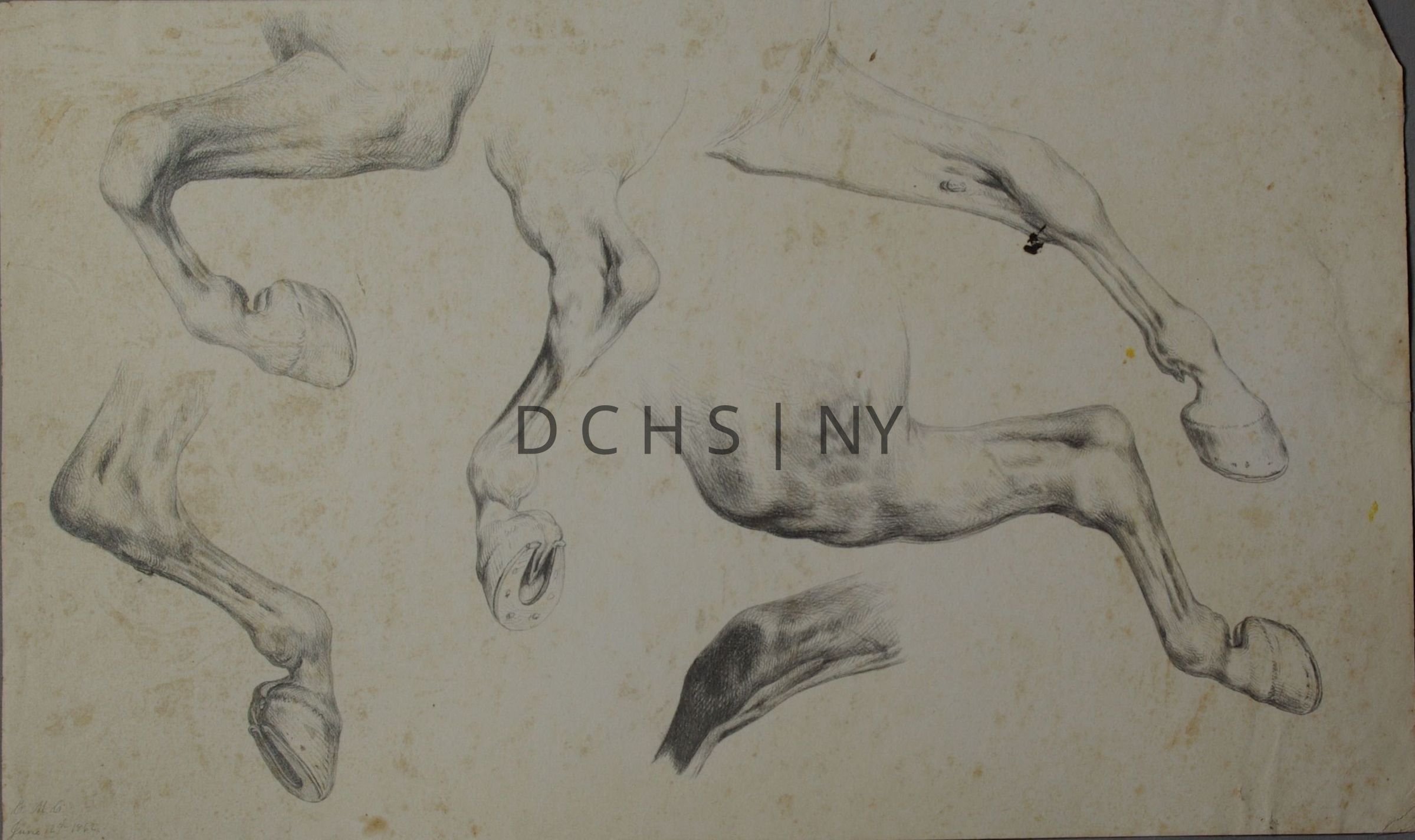 Untitled (Study of Six Horse Legs): Study of six different views of a horse's leg, its muscles, and tendons. The lower leftmost leg faces bent in profile toward the right. Above that is another bent leg that faces the left. In the center is a leg that faces away from the viewer, with a view of the horseshoe underneath. To the right, the lowest study focuses solely on the joint/knee of a horse's leg. Above that are two more legs that are more extended than the two on the other side. The legs are heavily shaded with cross hatching to render the shadows. There is no other background. The page is signed "C.M.C" in the lower left corner.
