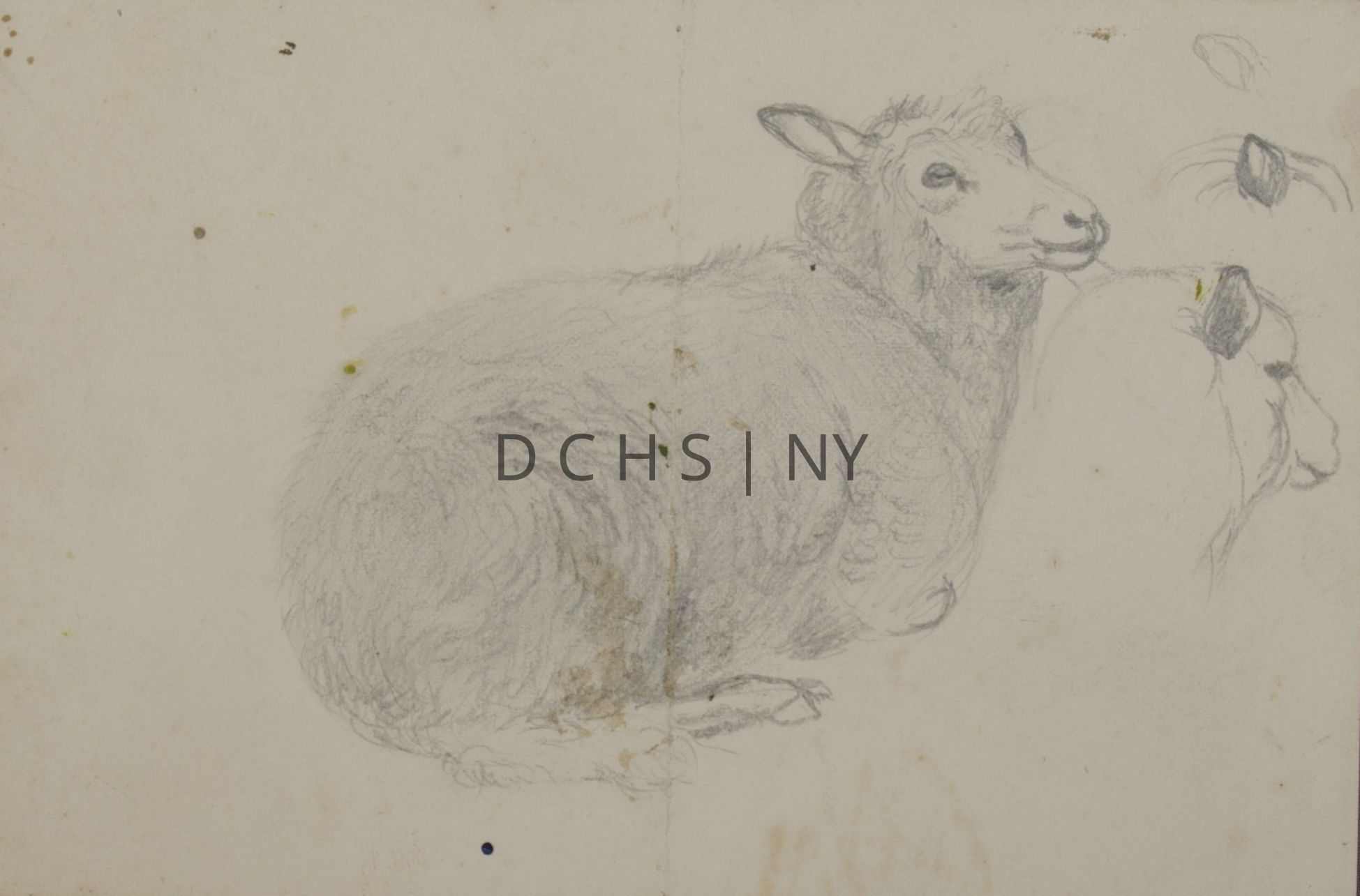 Untitled (Reclining Sheep): View of a sheep reclining in profile, facing the right, with its head angled slightly upwards and toward the viewer. To the right is an unfinished study of a sheep's head, also facing in profile toward the right. Above this are two studies of ears, also unfinished. There is no other the background.