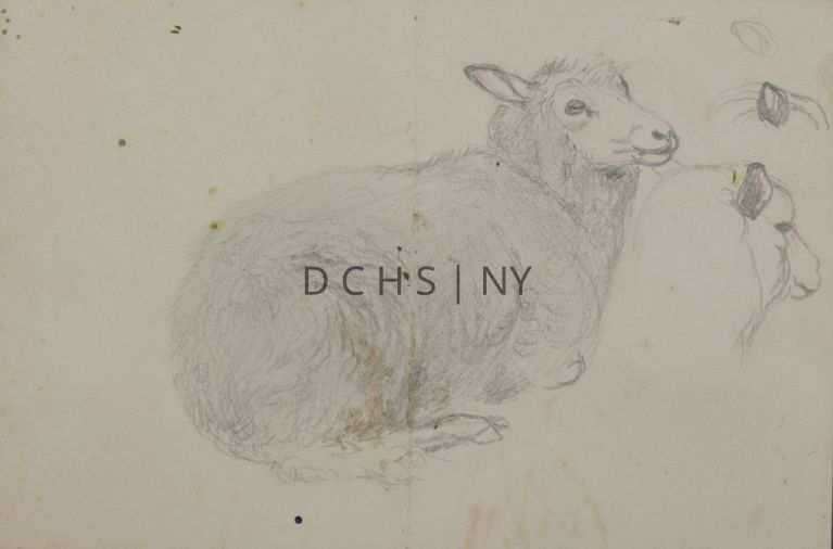 Untitled (Reclining Sheep) — View of a sheep reclining in profile, facing the right, with its head angled slightly upwards and toward the viewer. To the right is an unfinished study of a sheep's head, also facing in profile toward the right. Above this are two studies of ears, also unfinished. There is no other the background.