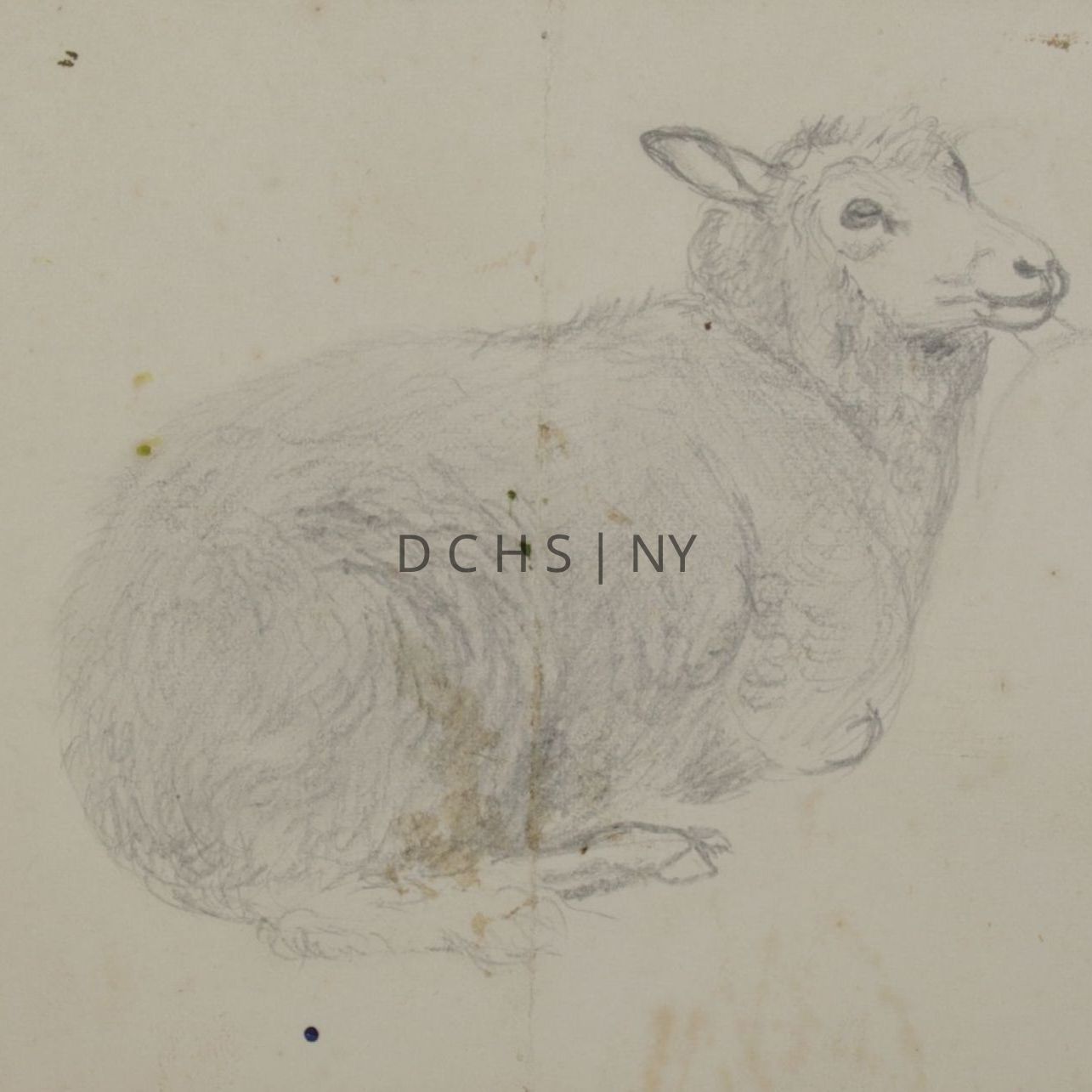 Untitled (Reclining Sheep): View of a sheep reclining in profile, facing the right, with its head angled slightly upwards and toward the viewer. To the right is an unfinished study of a sheep's head, also facing in profile toward the right. Above this are two studies of ears, also unfinished. There is no other the background.