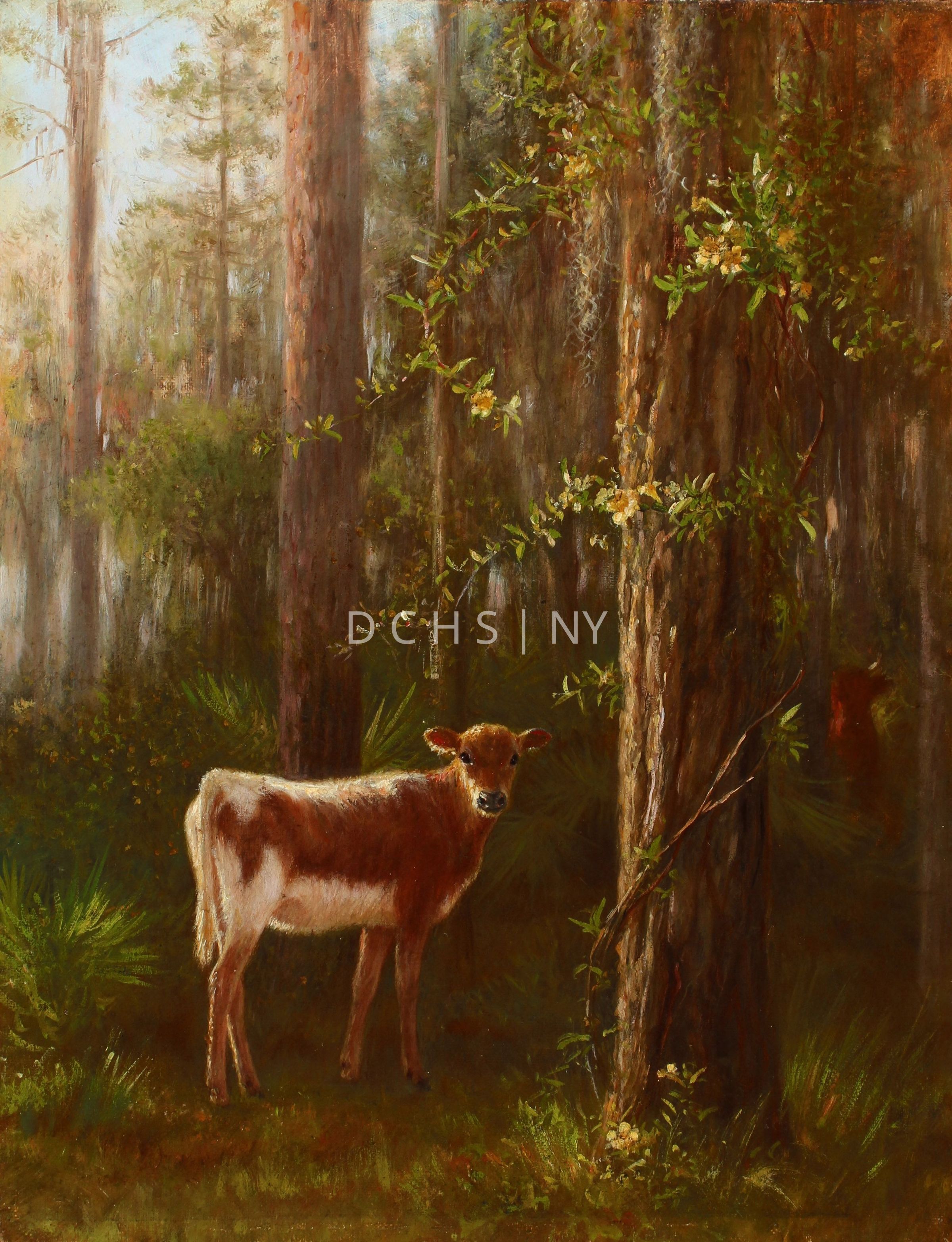 Hidden Calf in the Pinewoods: View of a wooded landscape with a young cow standing at its edge. In the foreground of the composition are small grasses, and larger fan-like plants on the left. There is a large tree trunk on the right side, with flowers at its base, and a climbing vine with flowers (potentially jasmine like Cardinal Bird and Yellow Jasmine). Slightly to the left of center is a young brown and white spotted calf, who stands in profile facing the right, with its head turned directly toward the viewer. On the left behind the cow is another large tree trunk, as well as more vegetation. On the right toward the background is the indication of another reddish colored cow. The rest of the background is made up of more of these tall trees.