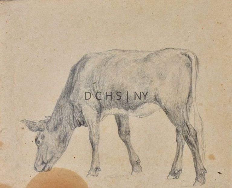 Untitled (Grazing Cow 2) [1868] — Full body profile view of cow grazing, facing toward the left, with its head down to graze, angled slightly away from the viewer, and  the cow taking a small step forward. Possibly a bull, no visible udder. There is no background beside shading at the hooves of the cow. May be signed CMC at the bottom left of the drawing, between the head and front foot of the cow.