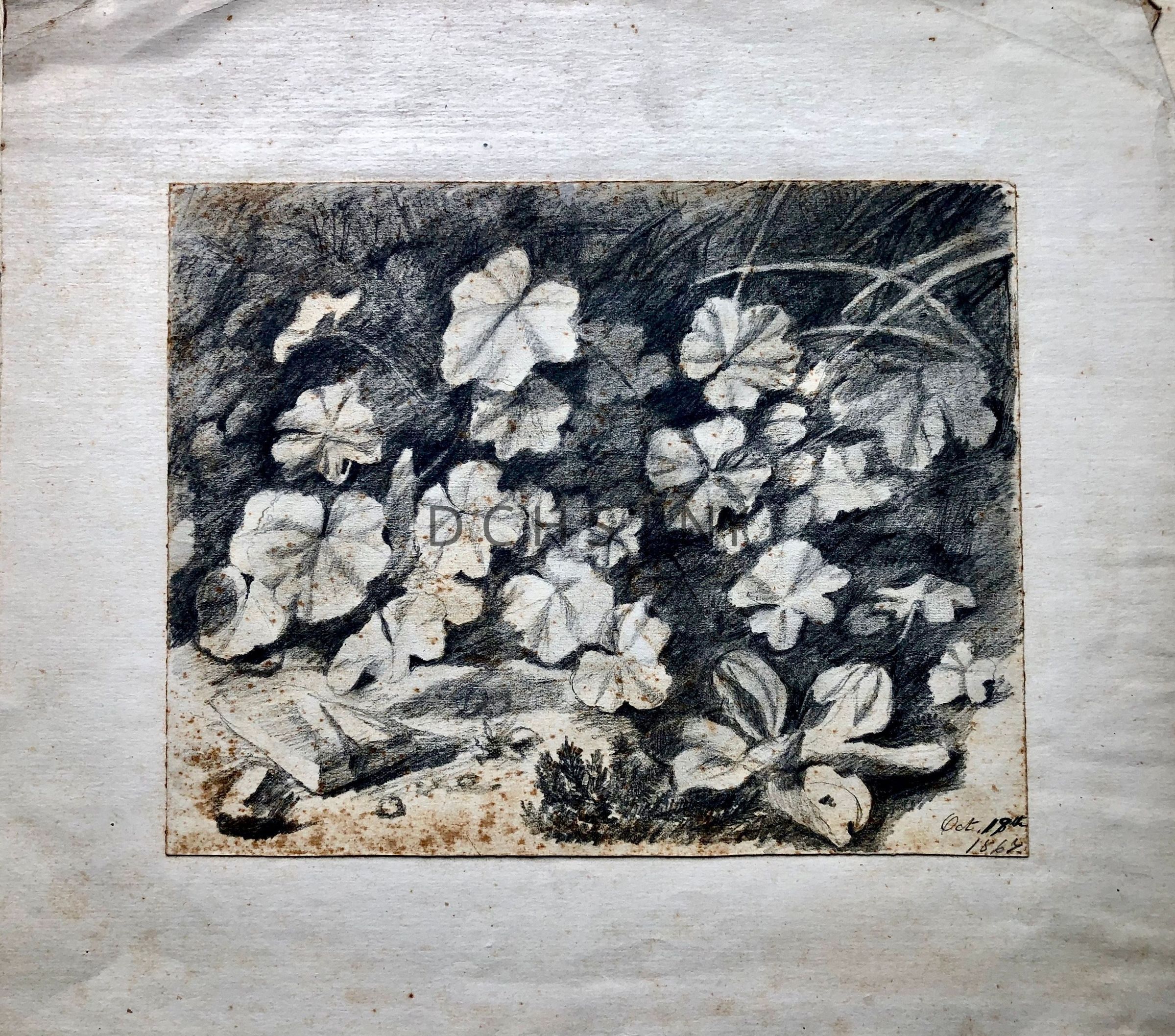 Untitled (Grass and Leaves): View of vegetation, with long blades of grass in upper right corner, and plant leaves throughout the entire middle ground. In the foreground, a larger flower or plant is in lower right corner, and a small ground cover type of vegetation is underneath this flower and to the left of it. There is a clearing of vegetation on the left side of foreground that is populated with different shapes of rocks. To the right are small rounded ones, the left, a larger angular slab or rock, and in the bottom left corner to the left of the slab there is a larger rounded rock.