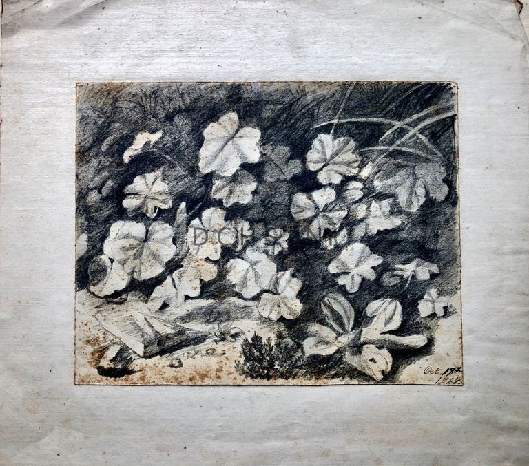 Untitled (Grass and Leaves) — View of vegetation, with long blades of grass in upper right corner, and plant leaves throughout the entire middle ground. In the foreground, a larger flower or plant is in lower right corner, and a small ground cover type of vegetation is underneath this flower and to the left of it. There is a clearing of vegetation on the left side of foreground that is populated with different shapes of rocks. To the right are small rounded ones, the left, a larger angular slab or rock, and in the bottom left corner to the left of the slab there is a larger rounded rock.