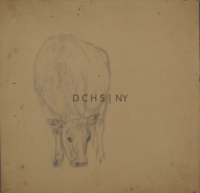 Untitled (Cow Grazing) — View of a cow facing the viewer, leaning its head down to graze. Its feet are unfinished, as well as the side of its body. There is no other background.