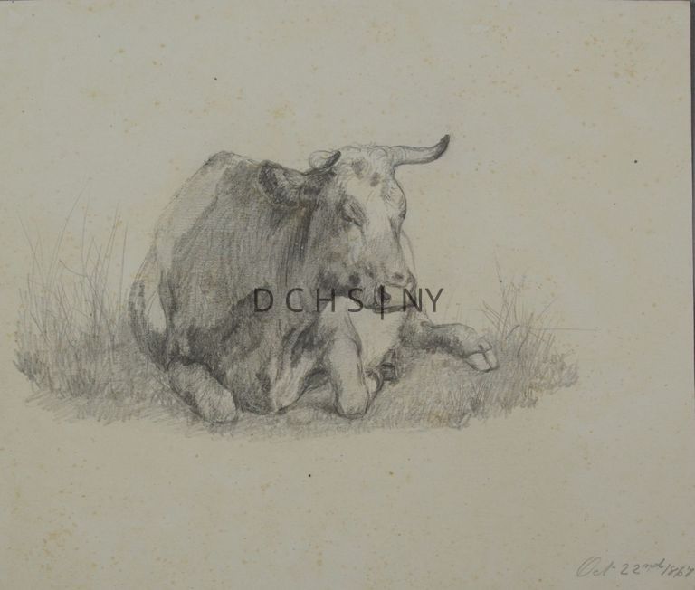 Untitled (Spotted Cow Reclining 2) — View of a spotted cow reclining, facing toward the viewer, with its head angled slightly toward the right. There are grasses, both tall and short, surrounding the cow, but no other background.
