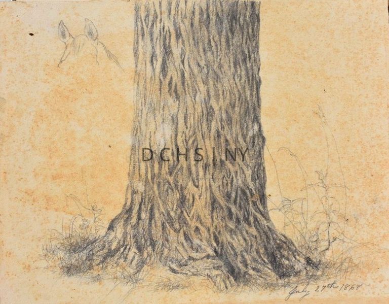 Untitled (Tree Bark)