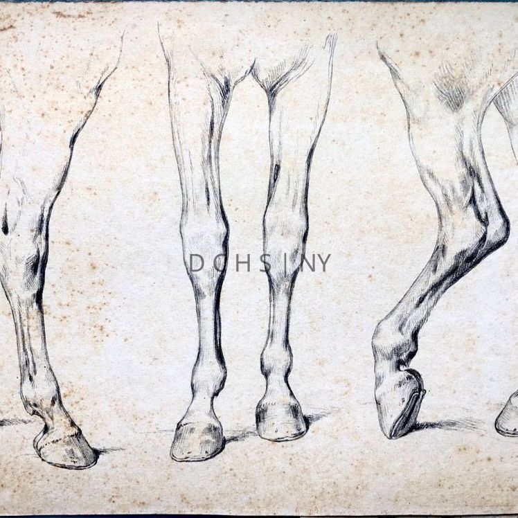 Untitled (Study of Horse Legs and Hooves): Study of three detailed horse legs and hooves from different angles/views. The leftmost legs face in profile toward the right, the centermost face frontally toward the viewer, and those on the right face toward the left in profile, with one slightly raised. There is no other background beside shading on the ground to indicate shadow. The lower left corner is signed with "C.M.C.", and in upper left corner there are further writing/pencil marks, but are intelligible