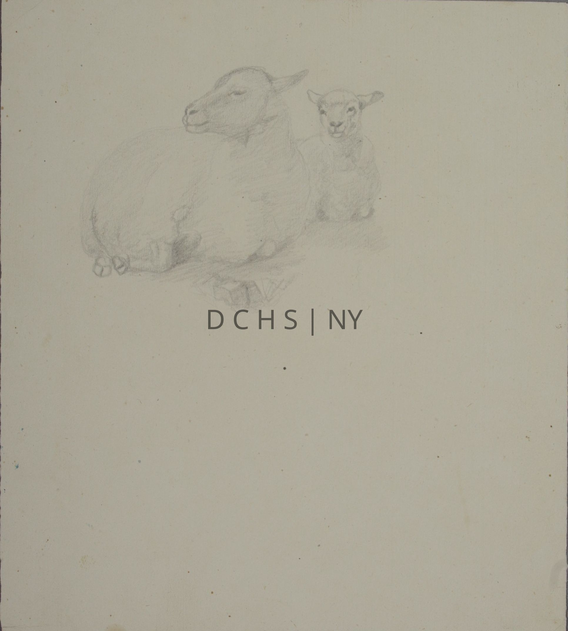 Untitled (Sheep and Lamb): View of two sheep reclining. On the left is a larger, adult sheep whose body is slightly angled toward the viewer, toward the right, while its head is in profile facing to the left. To the right, positioned slightly behind the sheep is a lamb who is front facing, both in its body and head. There is no other background beside shading at the sheep's hooves.