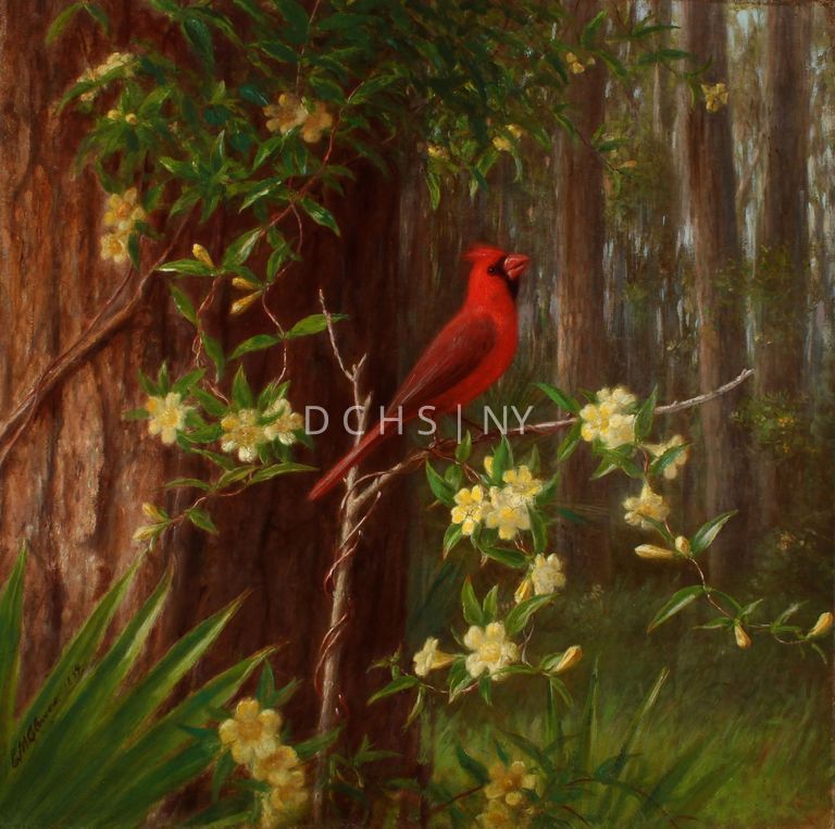 Cardinal Bird and Yellow Jasmine [After 1867] — View of a central red cardinal (male) set in a wooded environment with yellow jasmine flowers. In the foreground on the left is a large fan-like piece of vegetation. On the right there is another fanlike-plant that is much smaller. At the center is a branch that extends upwards and forks into two smaller branches. On the top of this branch perches the cardinal, who faces in profile toward the right, with its head slightly lifted, and its beak slightly open. Attached to this branch is another smaller branch that snakes around it, with yellow flowers that bloom at the ends of the branch. These flowers extend upwards toward the upper left corner, and downwards into the foreground. To the left, above the large fan-like plant, is a large tree trunk, which also has jasmine snaking around it. Above the cardinal is another section of green leaves that frame the bird. In the background, there is a grassy ground, with a forest made up of many tall trees.