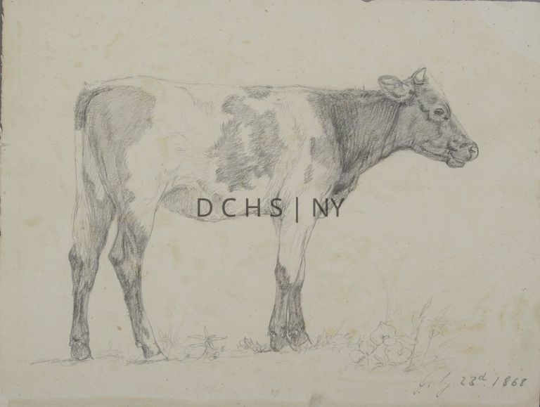 Untitled (Cow in Profile) — View of a spotted cow (potentially a young cow) standing in profile, facing right. At its feet is grass, and to the right are larger pieces of vegetation with distinct, heart-shaped, leaves. There is no other background.