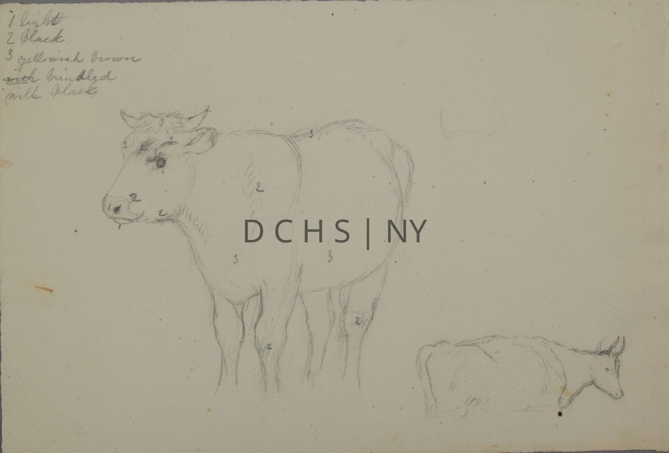 Untitled (Numbered Cow): View of two unfinished standing cows, the one on the left being much bigger and more complete. This cow faces in profile toward the left, with unfinished hooves and very little shading. It is also marked with a series of numbers for indicating its coloring. 1 is at the mouth, 2 at the lower part of the cow's head, upper back, and legs, and 3 is at its horns, lower front, stomach, and upper back. To the right in the lower right corner is another cow sketch that is much smaller (perhaps a study for the same cow), whose entire lower half is unfinished. This cow also stands in profile, facing the right. To the right of the larger cow's upper back is the start of a sketch of cow's horns. In the upper left corner is the 'key' for the corresponding coloring on the cow, it reads: "1 light / 2 black / 3 yellowish brown brindled with black"