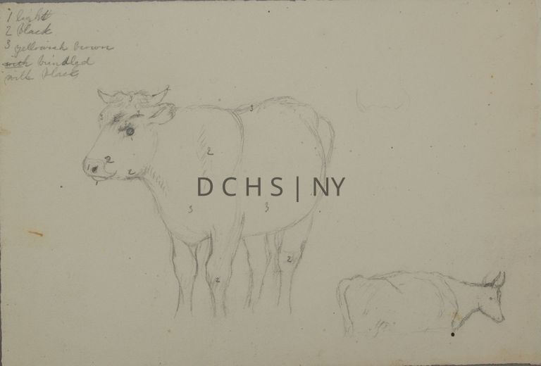 Untitled (Numbered Cow) — View of two unfinished standing cows, the one on the left being much bigger and more complete. This cow faces in profile toward the left, with unfinished hooves and very little shading. It is also marked with a series of numbers for indicating its coloring. 1 is at the mouth, 2 at the lower part of the cow's head, upper back, and legs, and 3 is at its horns, lower front, stomach, and upper back. To the right in the lower right corner is another cow sketch that is much smaller (perhaps a study for the same cow), whose entire lower half is unfinished. This cow also stands in profile, facing the right. To the right of the larger cow's upper back is the start of a sketch of cow's horns. In the upper left corner is the 'key' for the corresponding coloring on the cow, it reads: "1 light / 2 black / 3 yellowish brown brindled with black"