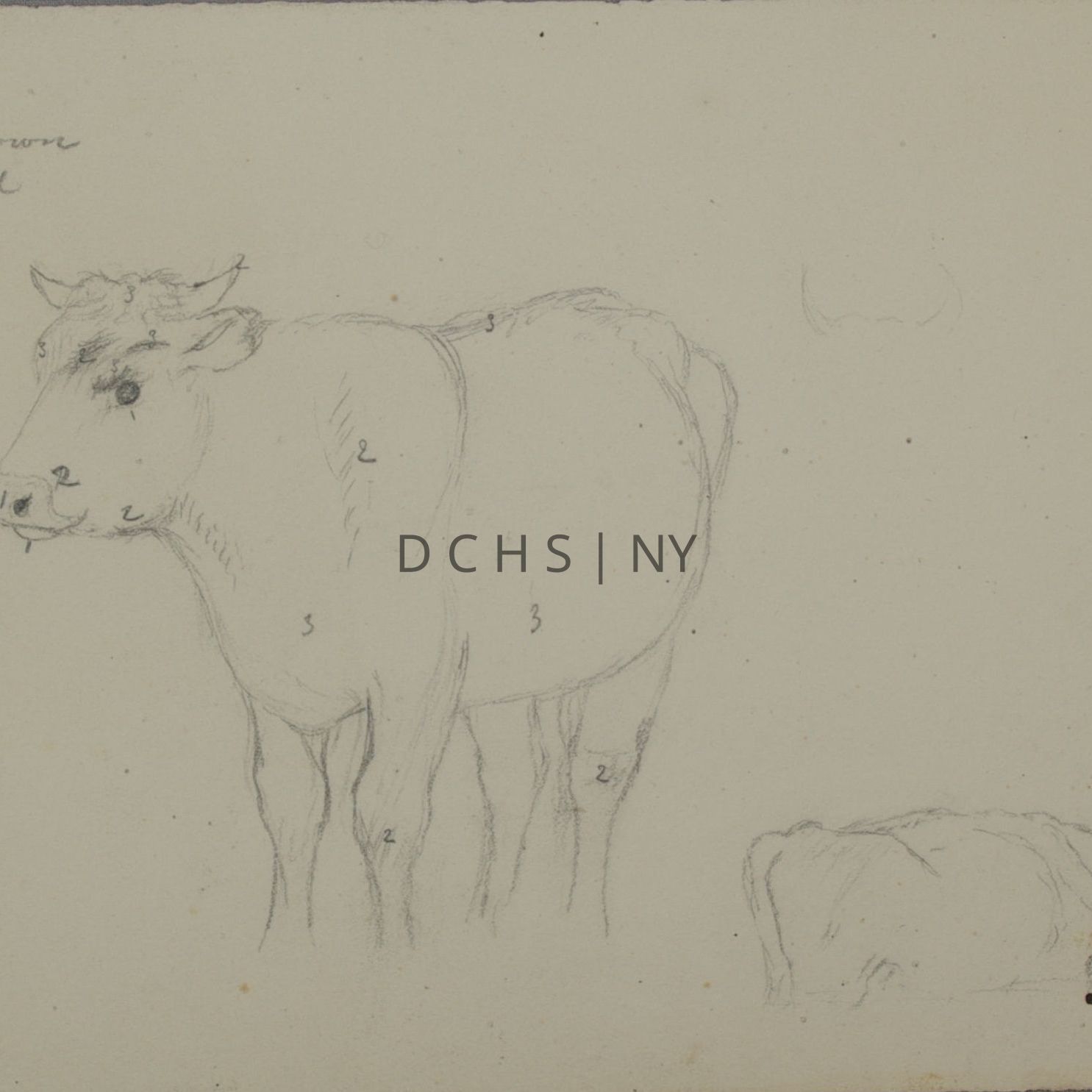 Untitled (Numbered Cow): View of two unfinished standing cows, the one on the left being much bigger and more complete. This cow faces in profile toward the left, with unfinished hooves and very little shading. It is also marked with a series of numbers for indicating its coloring. 1 is at the mouth, 2 at the lower part of the cow's head, upper back, and legs, and 3 is at its horns, lower front, stomach, and upper back. To the right in the lower right corner is another cow sketch that is much smaller (perhaps a study for the same cow), whose entire lower half is unfinished. This cow also stands in profile, facing the right. To the right of the larger cow's upper back is the start of a sketch of cow's horns. In the upper left corner is the 'key' for the corresponding coloring on the cow, it reads: "1 light / 2 black / 3 yellowish brown brindled with black"