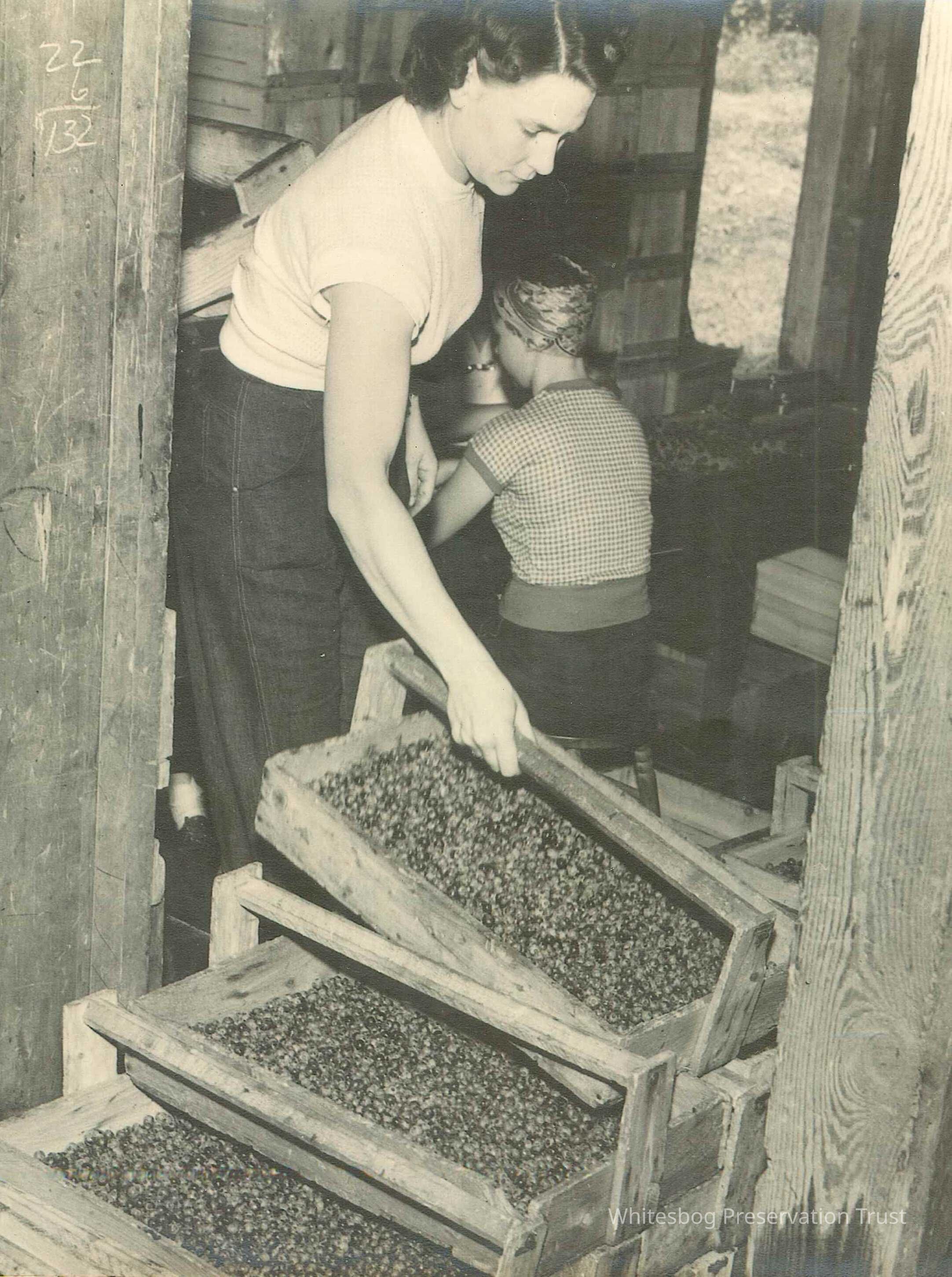 A Box of Blueberries Being Moved to Sorting Table