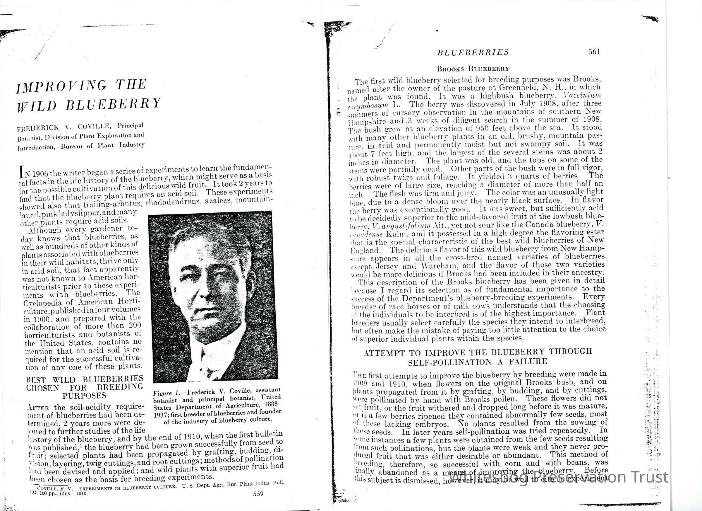          Improving The Wild Blueberry picture number 1
   