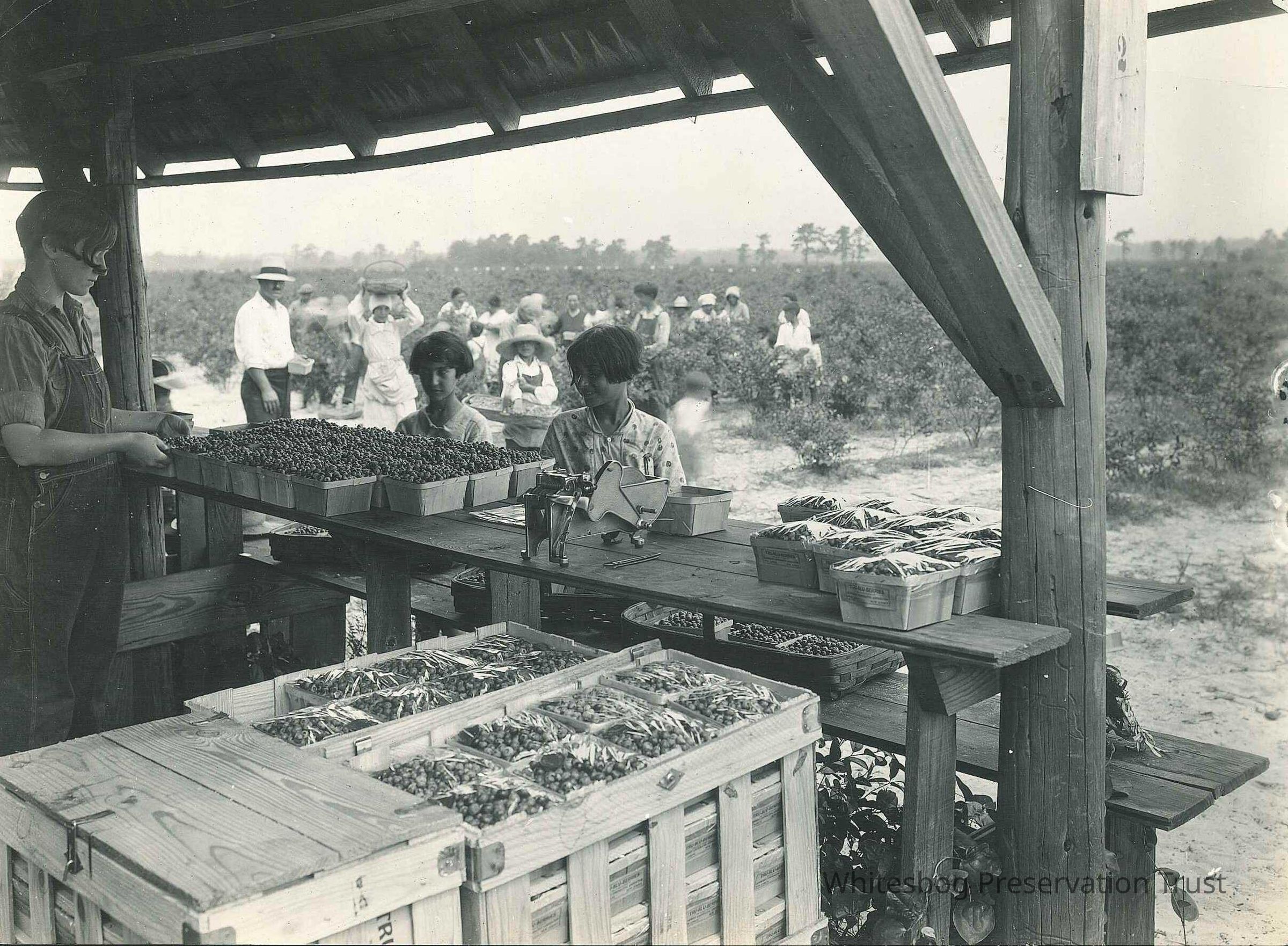 Workers Packing Blueberries