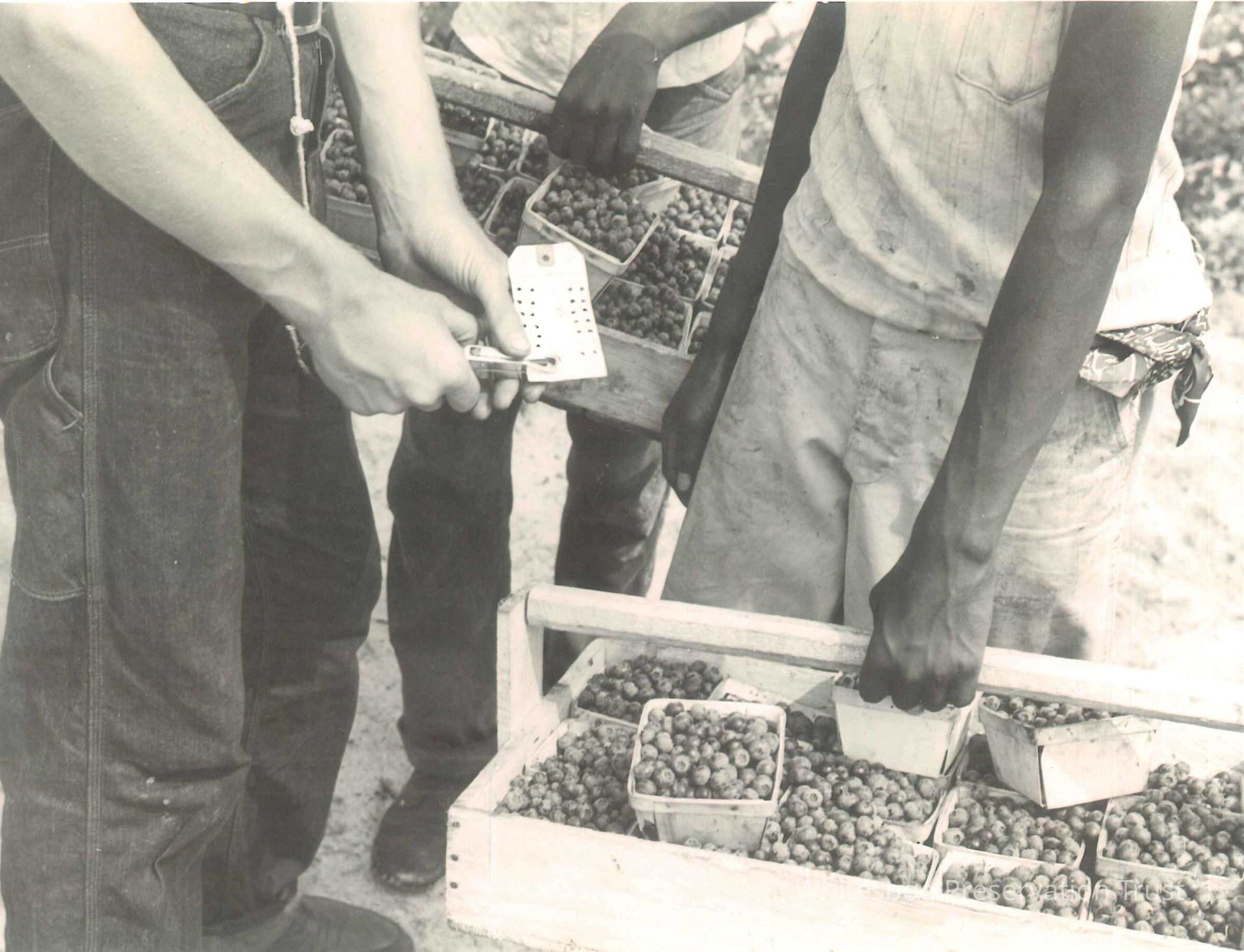 Gettibg Credit for Berries Picked