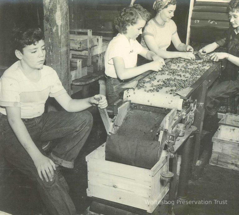          Sorting Blueberries
   