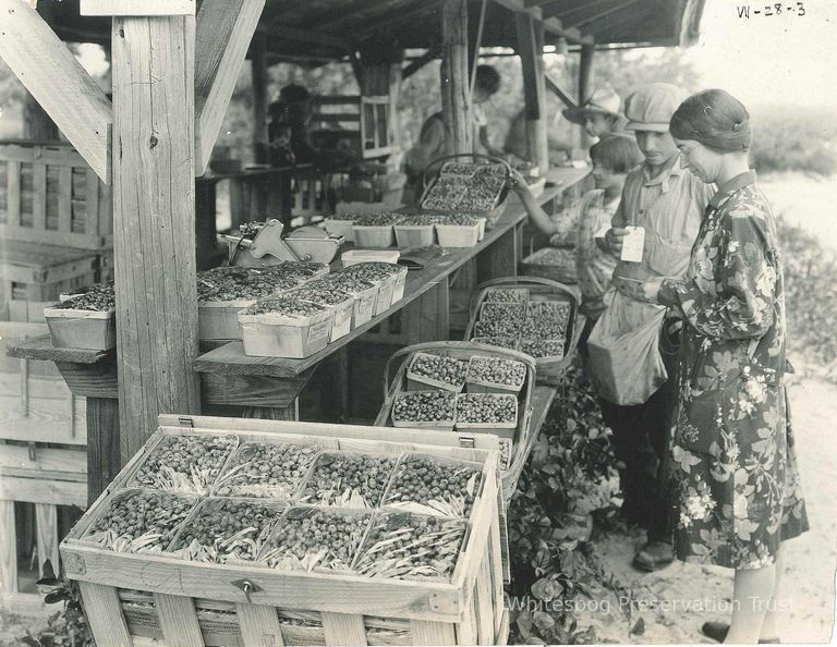          Bringing Berries to the Packing Shed
   