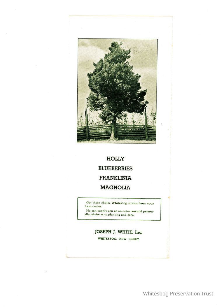          Holly Blueberries Franklinia Magnolia picture number 1
   