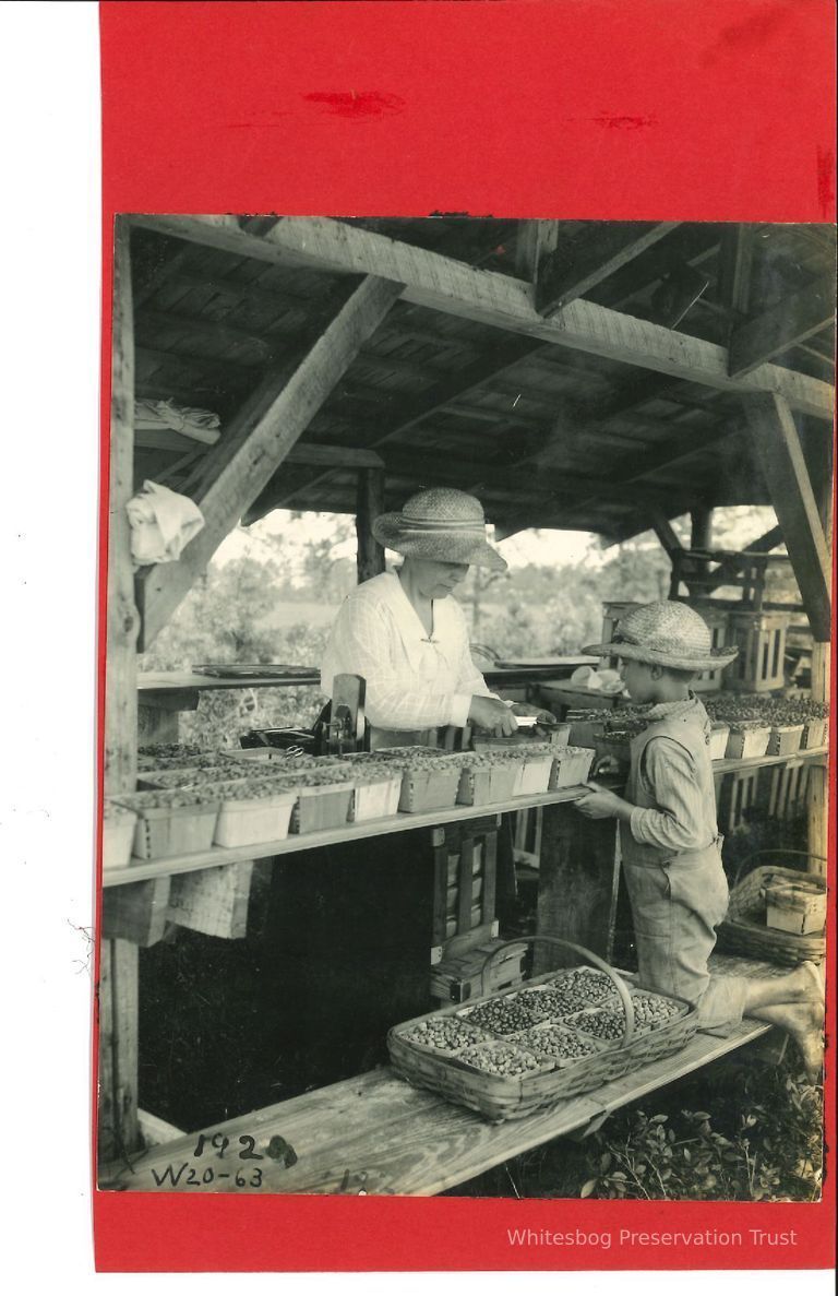          Child Bringing Basket of Berries to Packing Shed picture number 1
   