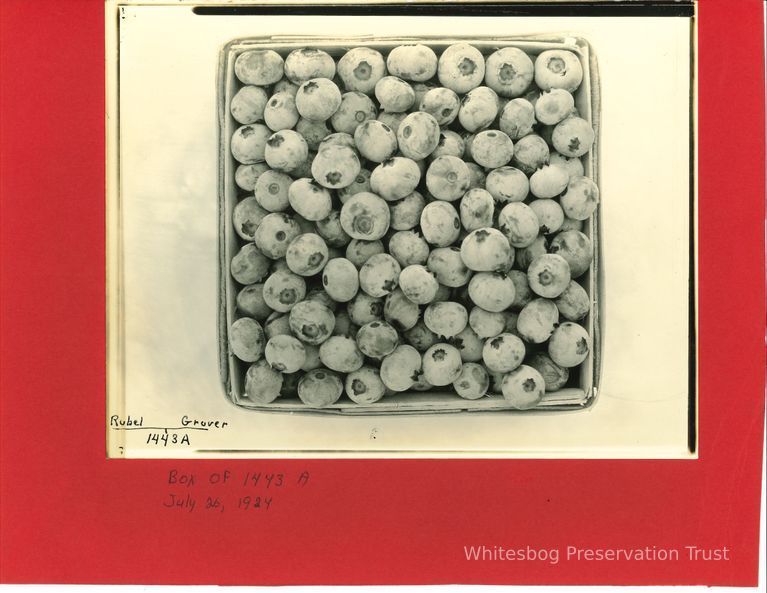          Photo of Box of Rubel-Grover Blueberries picture number 1
   