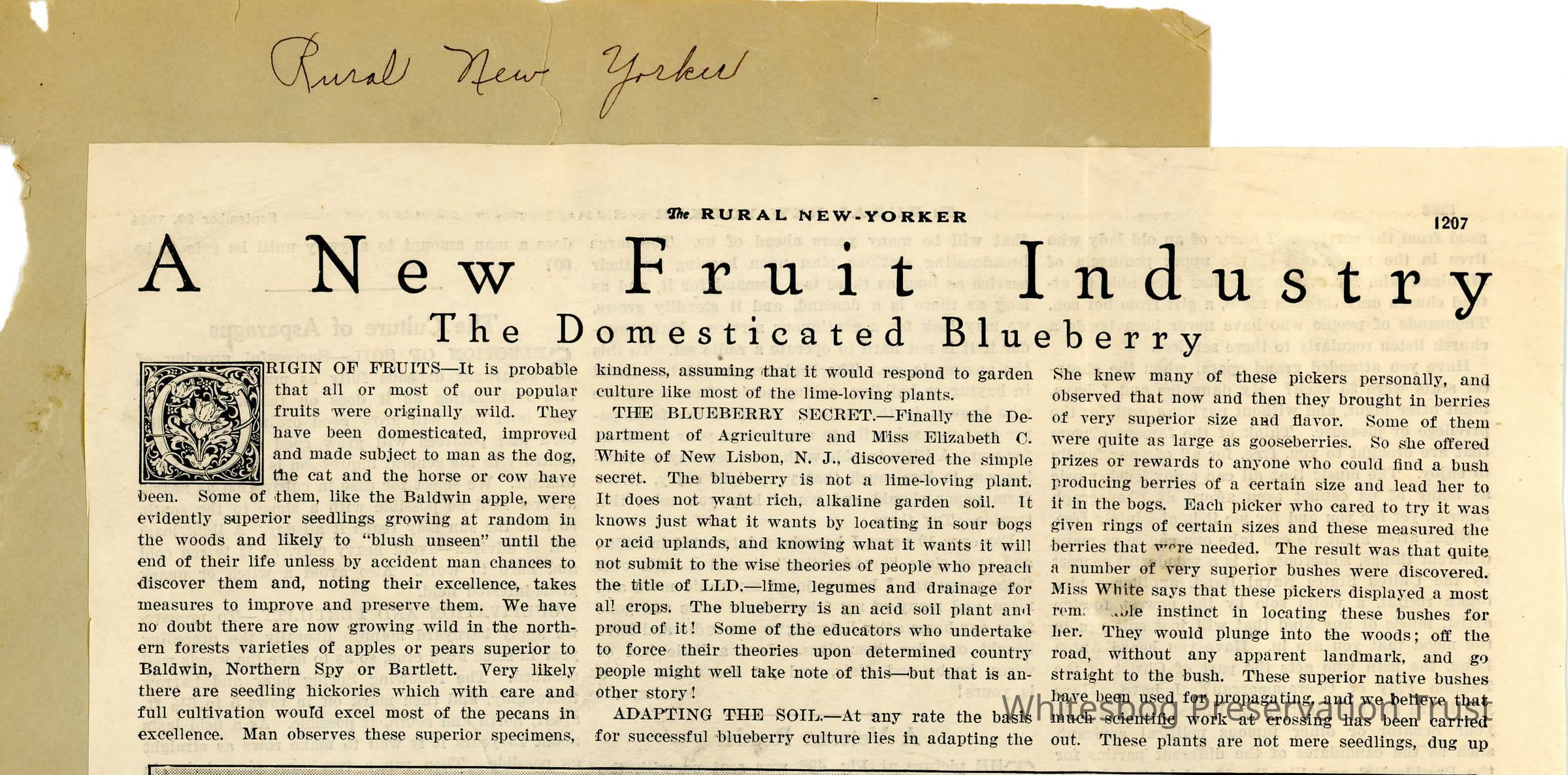 A New Fruit Industry The Domesticated Blueberry picture number 1