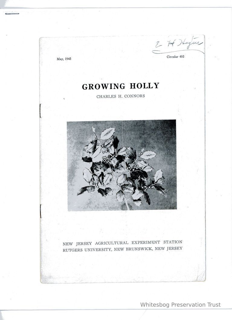         Growing Holly picture number 1
   