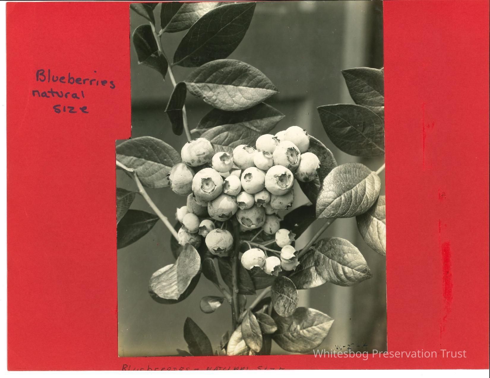          Blueberries Natural Size picture number 1
   