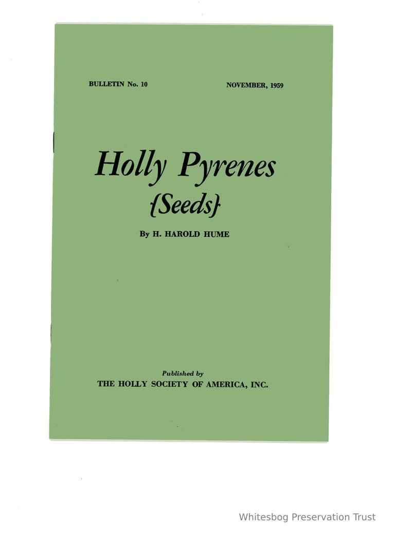          Holly Pyrenes (Seeds) picture number 1
   