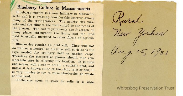          Blueberry Culture- Massachusetts picture number 1
   