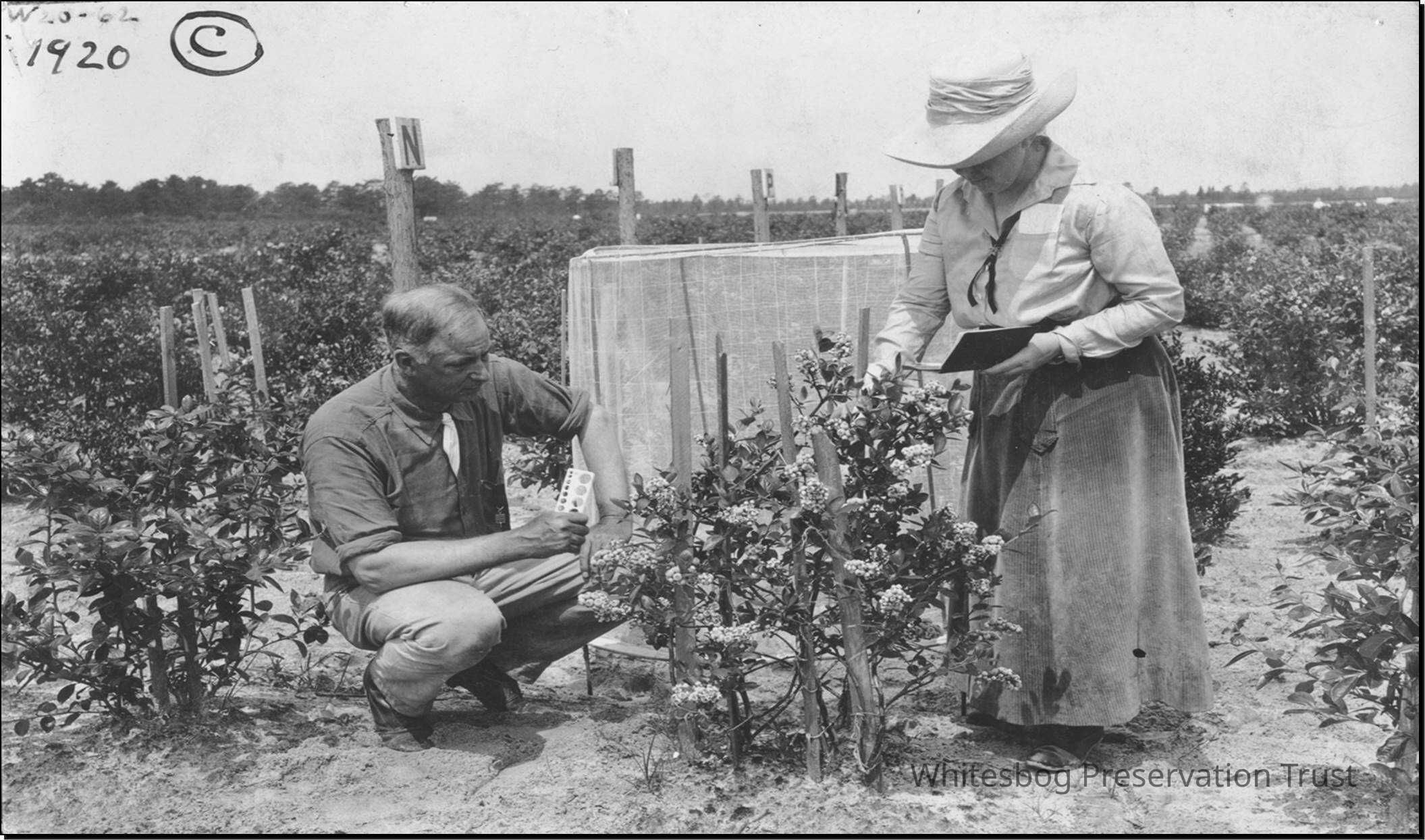 Elizabeth White and Frederick Coville Inspecting Blueberry Bush
