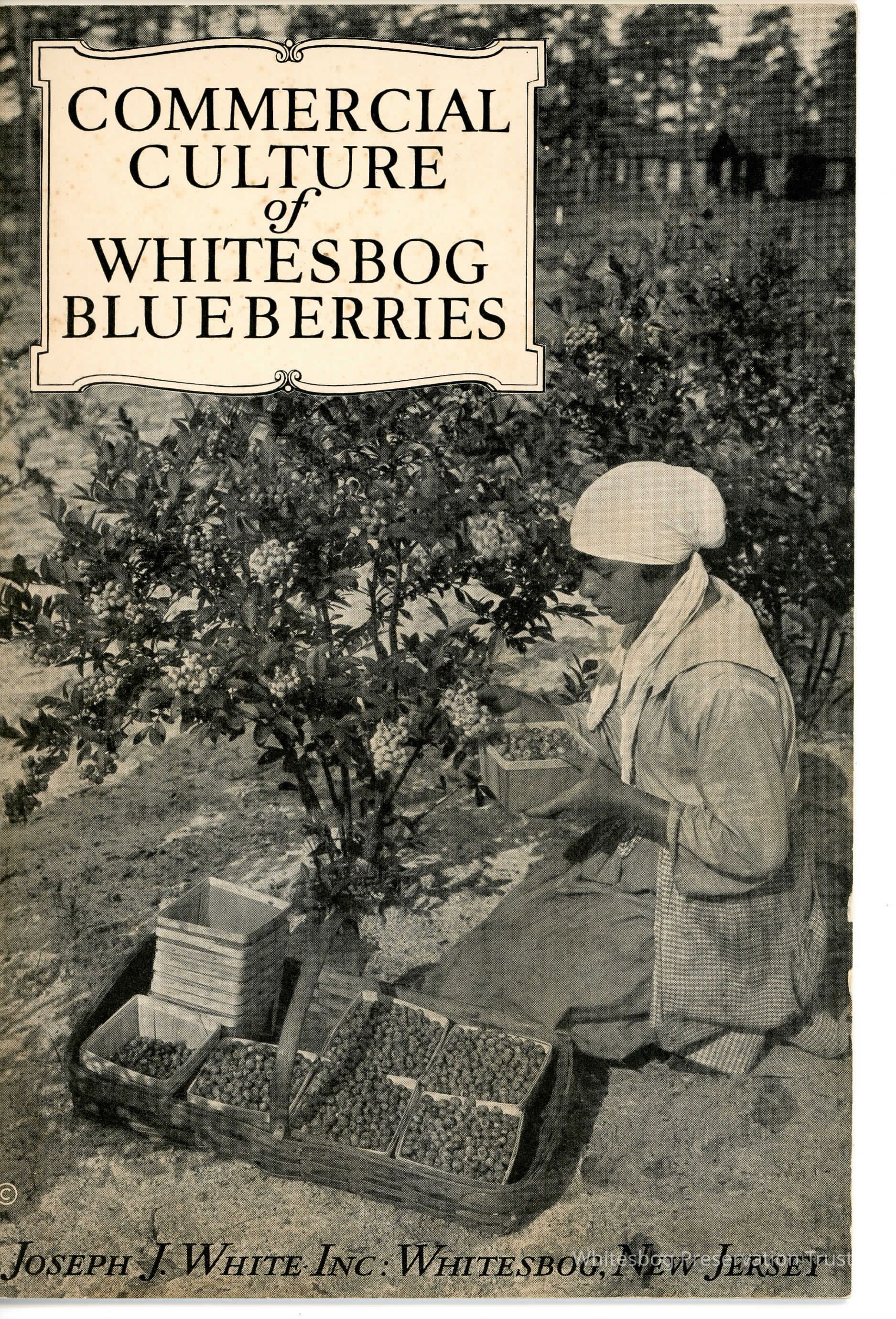 Commerical Culture of Whitesbog Blueberries picture number 1