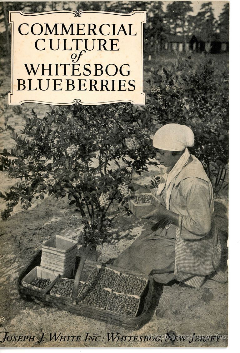          Commerical Culture of Whitesbog Blueberries picture number 1
   