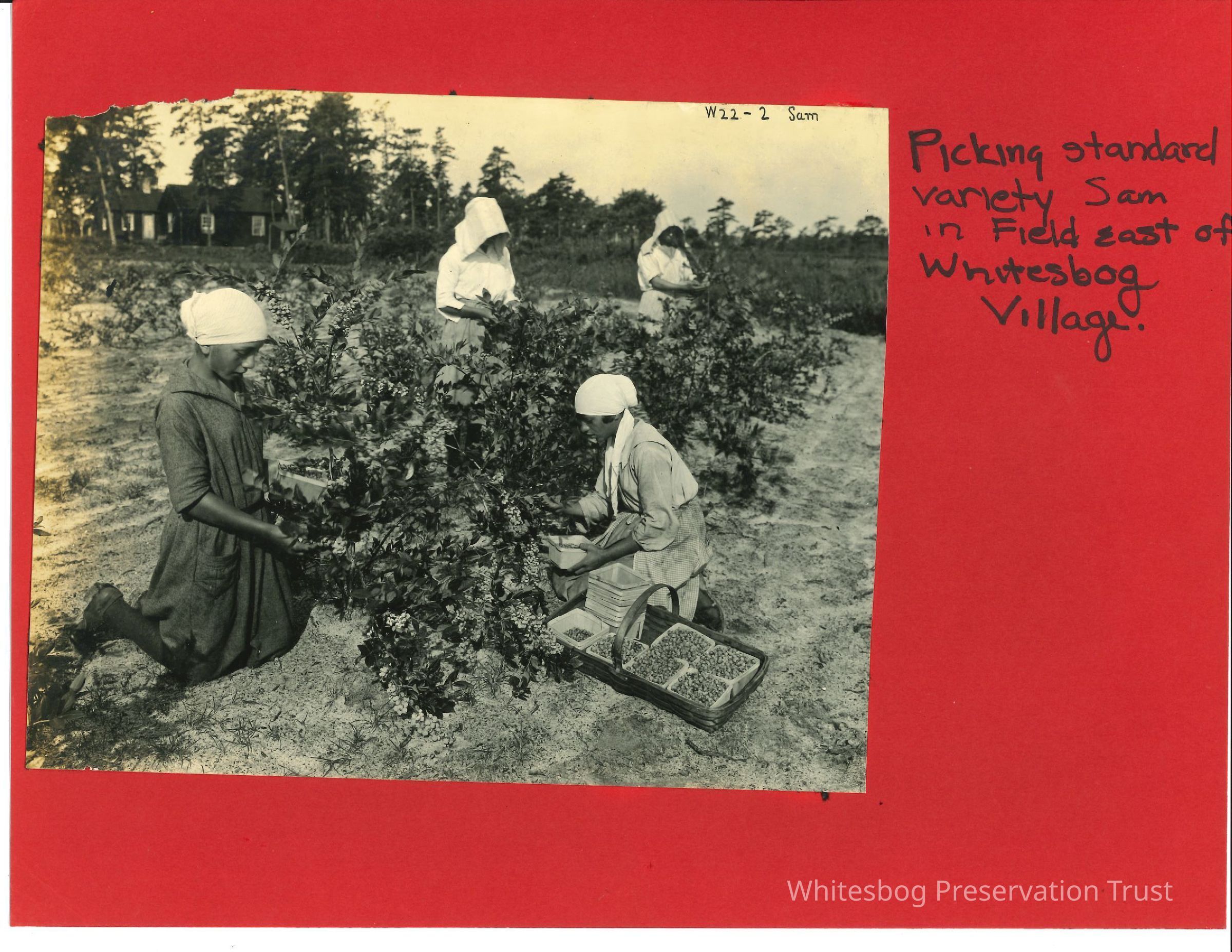 Dark-skinned Women Picking in East Field picture number 1