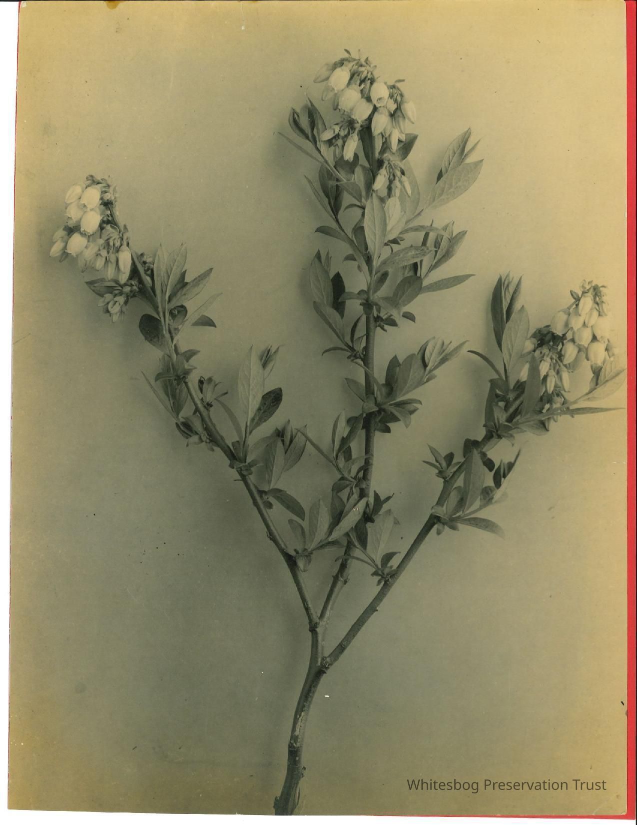          Blueberry Blossoms picture number 1
   