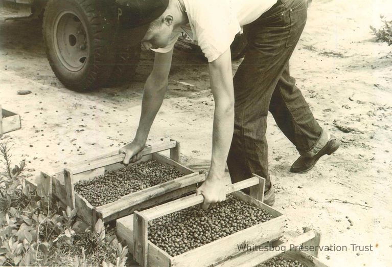          Fred Haines with Boxes of Blueberries
   