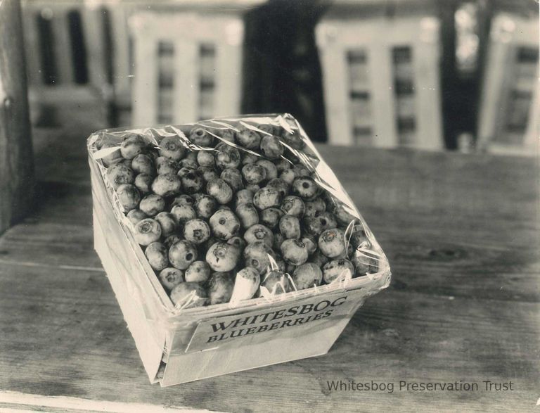          Cellophane Wrapped Whitesbog Blueberries picture number 1
   