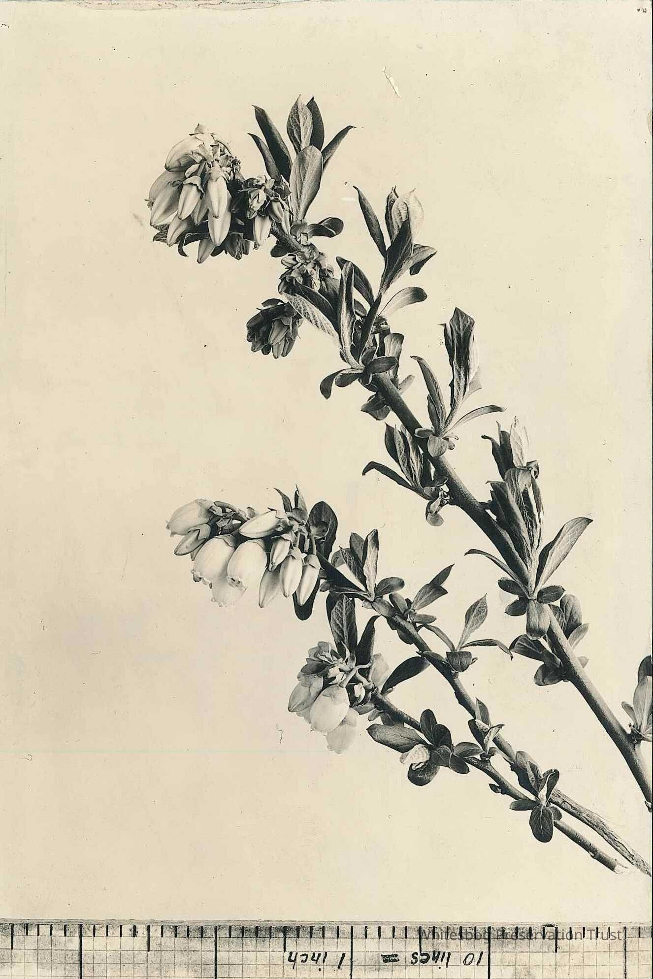 Flowering Blueberry Branch
