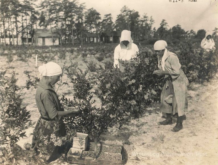          Four Female Blueberry Pickers in the Field picture number 1
   