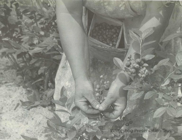          Picking Blueberries
   