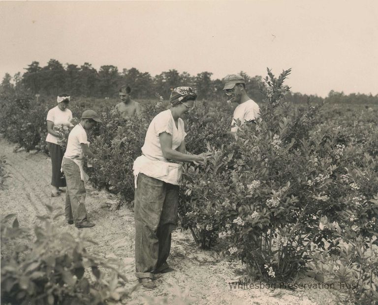          Five Pickers in Blueberry Field picture number 1
   