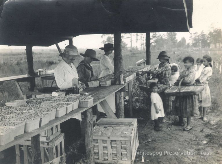          Women and Children Packing Blueberries picture number 1
   