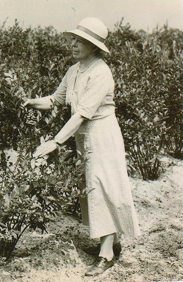          Elizabeth White in a Blueberry Field
   