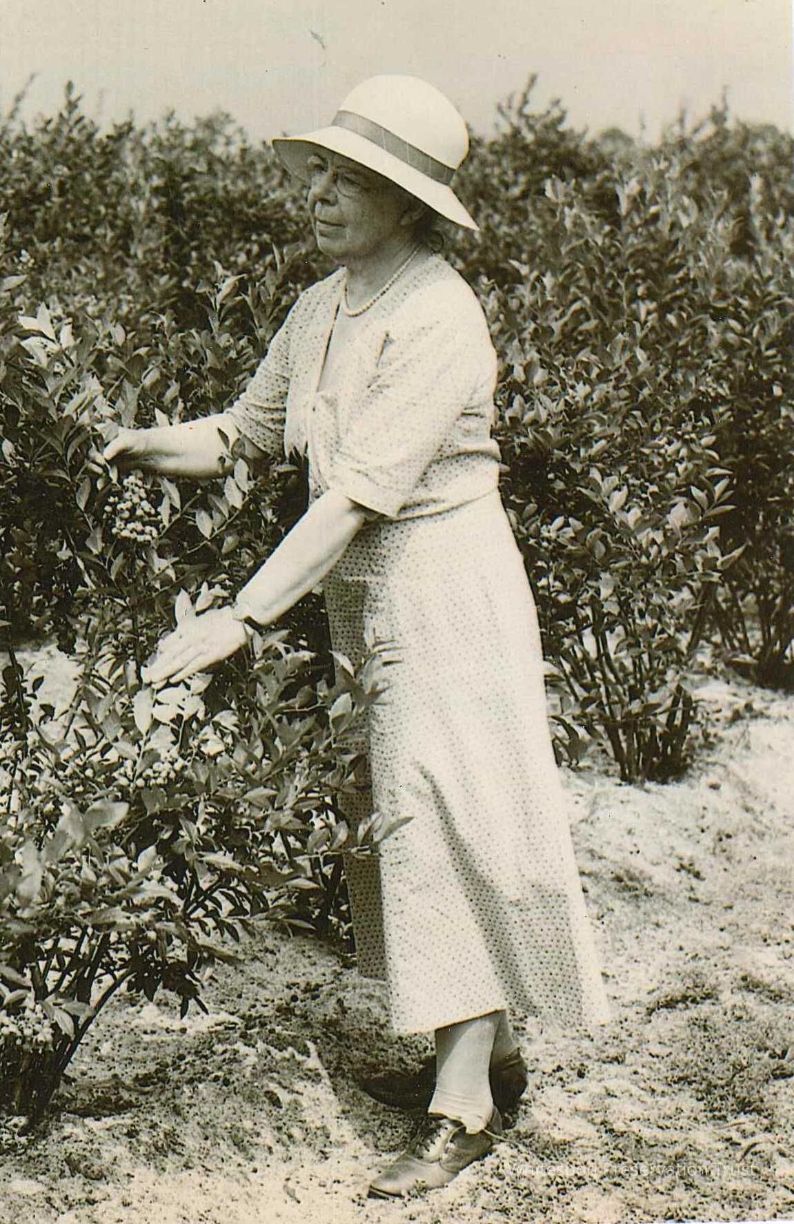 Elizabeth White in a Blueberry Field